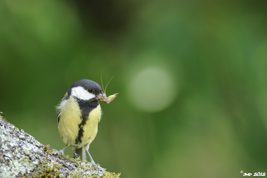 Mésange charbonnière