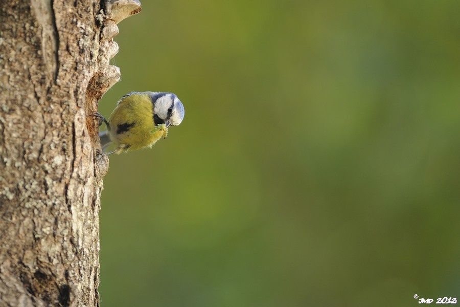 Mésange bleue