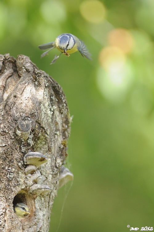 Mésange bleue