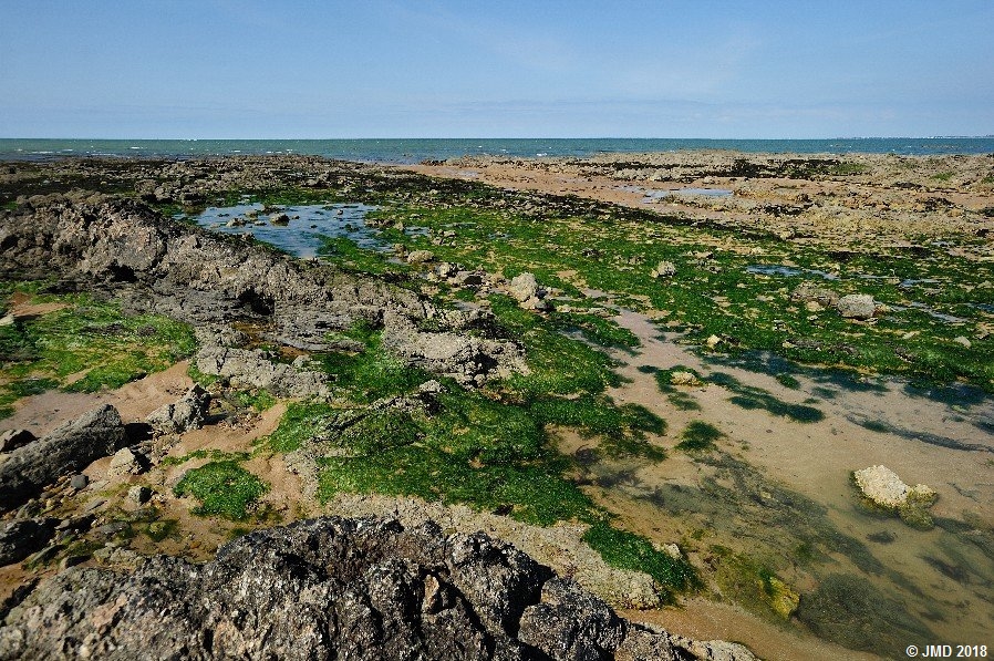 Noirmoutier #06