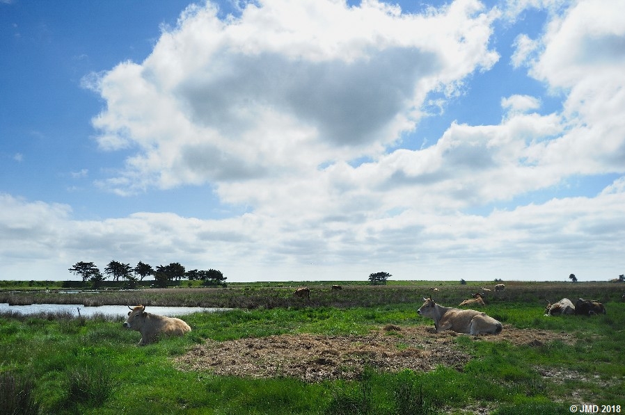 Noirmoutier #10